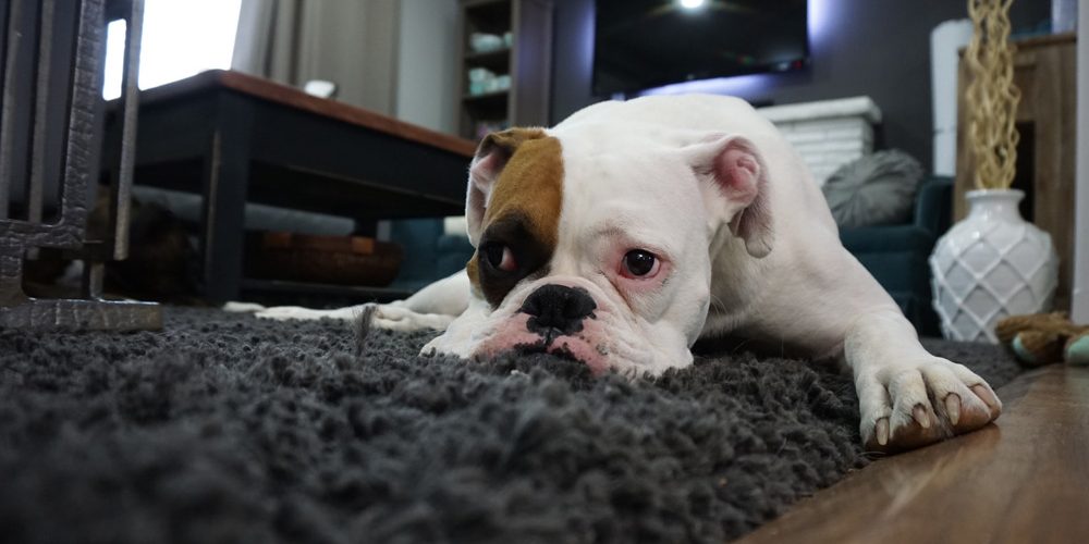 Covid-y-mascotas-fundacion-clinica-veterinaria-usal